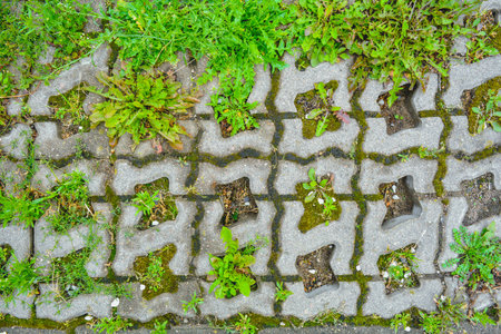 Wild grass sprouts between concrete tiles of old eco-friendly urban paved sidewalk for parking....