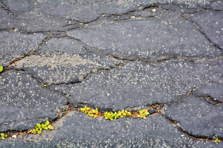 Green plants breaks through crack in asphalt. Sign of thirst for life, craving for life. Save the earth. Close up view of grass breaks through asphalt. Weed growing in crack in asphaltの写真素材
