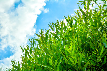 Willow or Salix Fragilis tree branches with fresh green leaves on blue sky with clouds background....