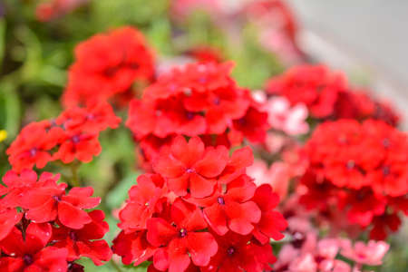 Red Pelargonium or Geranium flower in summer garden. Red geranium flowers on blurred background. Bright pelargonium blossom on sunny day. Flowers red geranium close up shotの写真素材