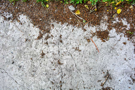 Gray old concrete floor panel with large cracks on the ground. Texture of a damaged cement block with cracks and natural debris such as fallen tree buds and dirtの写真素材