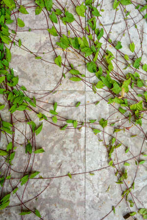 The texture of white nature stone marble floor or wall with some plants of ivy. White marble or granite floor with vines as nature backgroundの写真素材