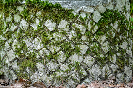 Ancient, built of weathered stone blocks. Background of masonry, overgrown with green moss. Detail of medieval stone buildの写真素材