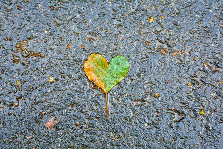 Single fallen yellow-green birch heart-shaped leaf on wet dark asphalt. Love at autumn backgroundの写真素材