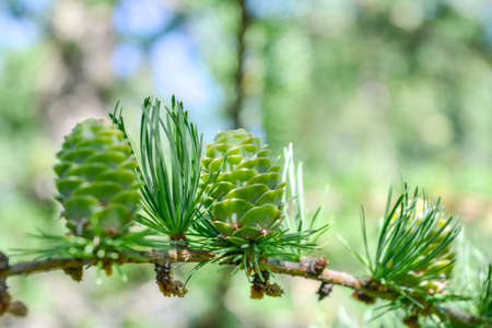 Bright green fluffy branches with cones of larch tree Larix decidua Pendula in summer day. Natural beauty of elegant larch tree twig. Close-up branch of young larch as green spring backgroundの写真素材