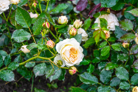 Light cream pink rose flower bush with rain water drops. Close-up photo of garden flowers with...