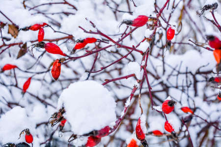 Snow covered red rosehip berries. Red dog rose on bush in winter. Close up dogrose berry with snow on branches. Frozen rose hip berryの写真素材