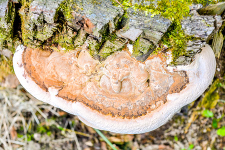 Close up top view light brown fresh wood mushroom cap growing on tree stump in grass in rainy...