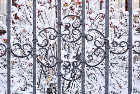 Closeup view of frozen cold iron fence with snow cover on background of snowy rosehip bushes with...
