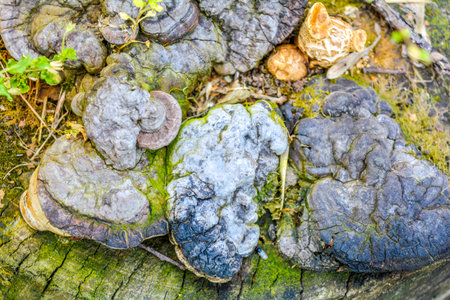 Close up top view light brown fresh wood mushroom cap growing on tree stump in grass in rainy...