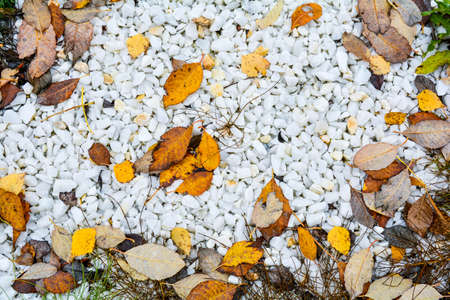 Dead fallen autumn golden leaves on white marble gravel. White pebbles stone texture and background, dry leaves on ground. Nature Zen idea concept backgroundの写真素材