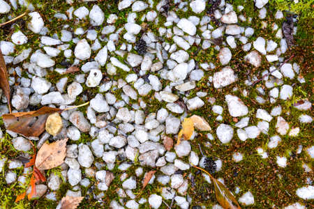Texture of earth with small white marble stones and growing green moss and some fallen leaves. Rubble and moss on groundの写真素材