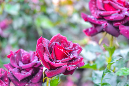 Wine or bordeaux rose flower with rain water drops. Close-up photo of garden flower with shallow...