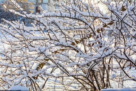 Snow covered bush branches. Fluffy snow on tree branches. Branches of bushes in the snow in winter dayの写真素材