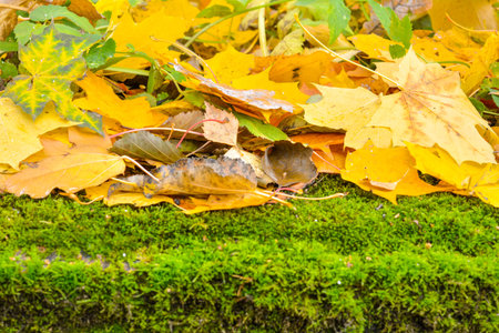 Yellow fallen autumn leaves cover green moss. Mossed ground with fall autumn maple foliage