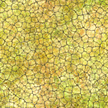 Cartoon seamless texture of color fantasy cobble stone ground pavement. Soft shaped rocks as background - illustrated seamless textureの写真素材