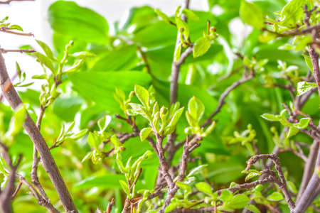 Branches of shrub in early spring with small green young leaves on green blurred background. Fresh foliage on branchesの写真素材