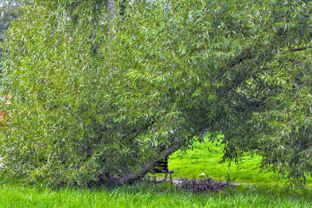 Lush crown of willow tree. Willow tree branches with young green leaves as nature background. Salix fragilis foliage wallの写真素材