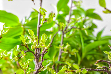 Branches of shrub in early spring with small green young leaves on green blurred background. Fresh...