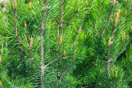 Detail of fresh spruce tree branches with young green needles. Closeup of fir tree young branches in...