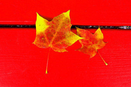 Bright maple autumn leaf fallen on red boards of autumn park bench. Autumn mood school time concept