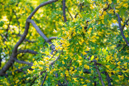 Flowers of yellow acacia shrub on shallow depth background. Close-up blooming Caragan arborescenes treeの写真素材