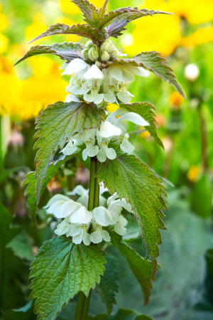 White dead-nettle, Lamium album, weed blooming close-up, selective focus, shallow DOF. Medical herb...