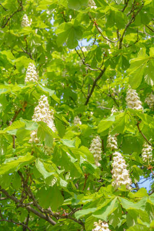 Foliage and flowers of chestnut tree or Aesculus hippocastanum. Horse-chestnut or Conker tree flowers and leaves. Spring blossoming chestnut treeの写真素材