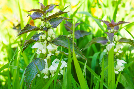 White dead-nettle, Lamium album, weed blooming close-up, selective focus, shallow DOF. Medical herb...