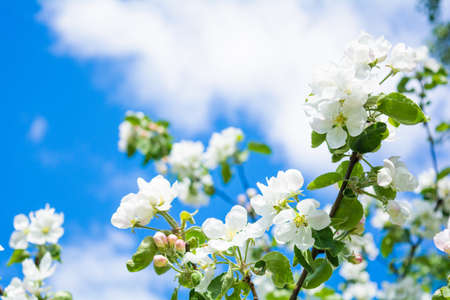 White flowers of apple tree against blue sky. Beautiful blossoming apple tree branch in garden on summer dayの写真素材