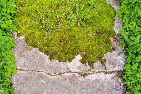 Broken and destroyed old cement walk way floor between them with moss and grass with green grass border on sides. Old path with stones and mossの写真素材