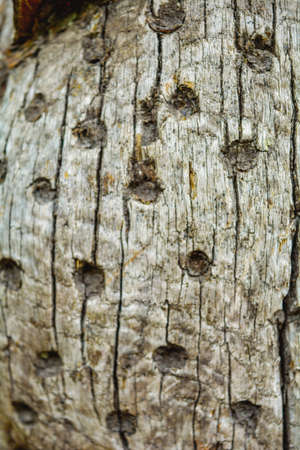 Dented worn wooden texture with cracks. Rougness woodの写真素材