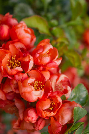 Pomegranate or Punica granatum red flowers. Pomegranate blossom branch. Bunch of beautiful red flowersの写真素材