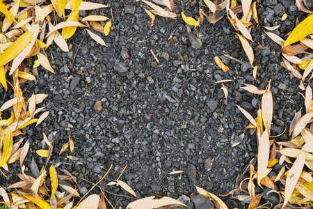Remains of Campfire in nature in fallen leaves frame. Burnt black wood small pieces from fireplace surrounded by fallen leaves on groundの写真素材