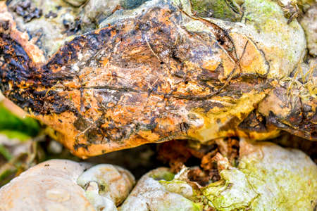 Close up top view light brown fresh wood mushroom cap growing on tree stump in grass in rainy season. Autumn large fungusの写真素材