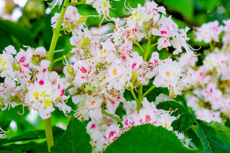 Foliage and flowers of chestnut tree or Aesculus hippocastanum. Horse-chestnut or Conker tree flowers and leaves. Spring blossoming chestnut treeの写真素材