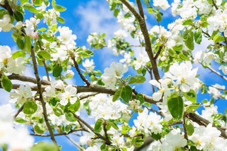 White flowers of apple tree against blue sky. Beautiful blossoming apple tree branch in garden on summer dayの写真素材