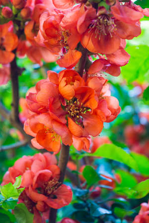 Pomegranate or Punica granatum red flowers. Pomegranate blossom branch. Bunch of beautiful red flowersの写真素材
