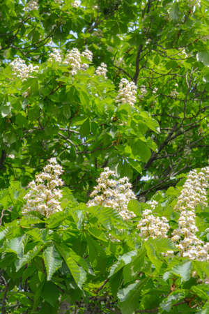 Foliage and flowers of chestnut tree or Aesculus hippocastanum. Horse-chestnut or Conker tree flowers and leaves. Spring blossoming chestnut treeの写真素材
