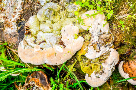 Close up top view light brown fresh wood mushroom cap growing on tree stump in grass in rainy season. Autumn large fungusの写真素材