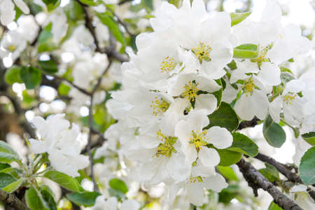 White flowers of apple tree. Beautiful blossoming apple tree branch in garden on summer dayの写真素材