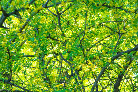 Flowers of yellow acacia shrub on shallow depth background. Close-up blooming Caragan arborescenes treeの写真素材