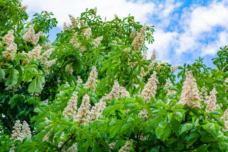 Foliage and flowers of chestnut tree or Aesculus hippocastanum on blue sky with white clouds. Spring blossoming Horse-chestnut or Conker treeの写真素材