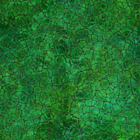 Cartoon seamless texture of color fantasy cobble stone ground pavement. Soft shaped rocks as background - illustrated seamless textureの写真素材