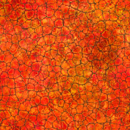 Cartoon seamless texture of color fantasy cobble stone ground pavement. Soft shaped rocks as background - illustrated seamless textureの写真素材
