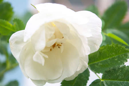 Closeup of white Dogrose or Briar flower with soft focus. Blossom rose hips - delicately flavored Eurasian wild rose is magic symbol of Venus and loveの写真素材
