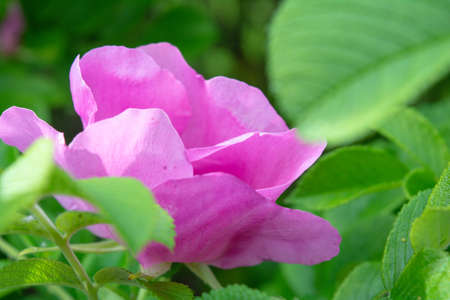 Closeup of pink Dogrose or Briar flower with soft focus. Blossom rose hips - delicately flavored Eurasian wild rose is magic symbol of Venus and loveの写真素材