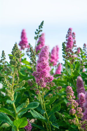Pink Spirea flowers on bush. Spiraea flowers decorative gardening and forestry management. Blooming...