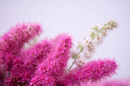Pink Spirea flowers on bush. Spiraea flowers decorative gardening and forestry management. Blooming plant of Pink Spireaの写真素材