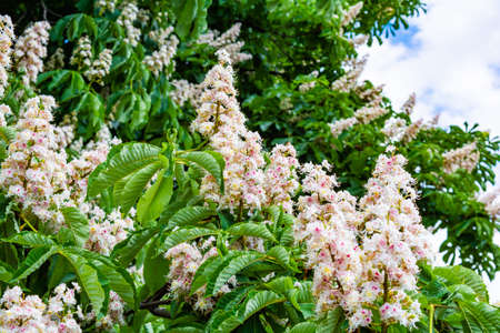 Foliage and flowers of chestnut tree or Aesculus hippocastanum on blue sky with white clouds. Spring blossoming Horse-chestnut or Conker treeの写真素材